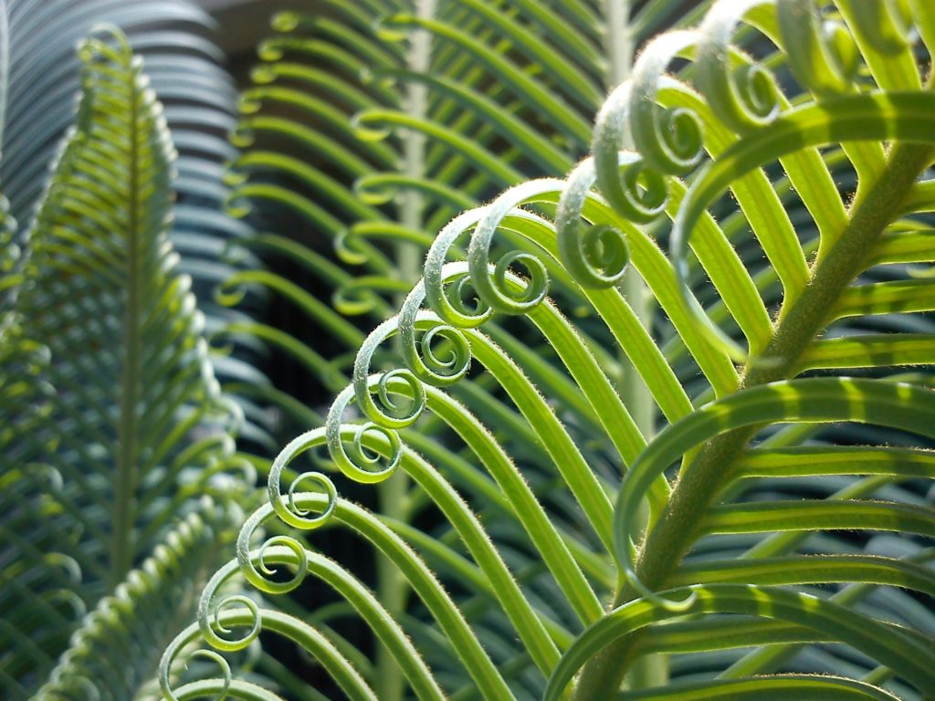 palma, nature, biomimetisme