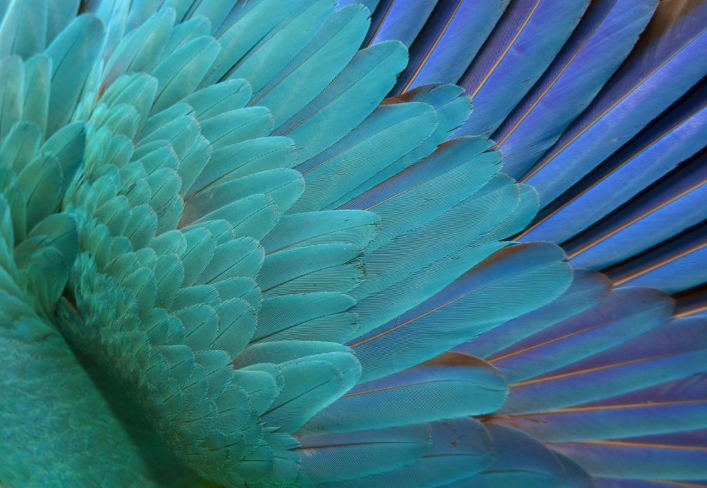 Parrot feather