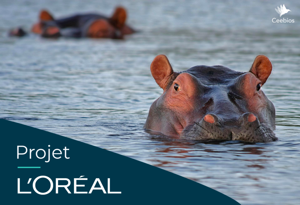 L'Oréal, hippopotame, biomimétisme, crème solaire