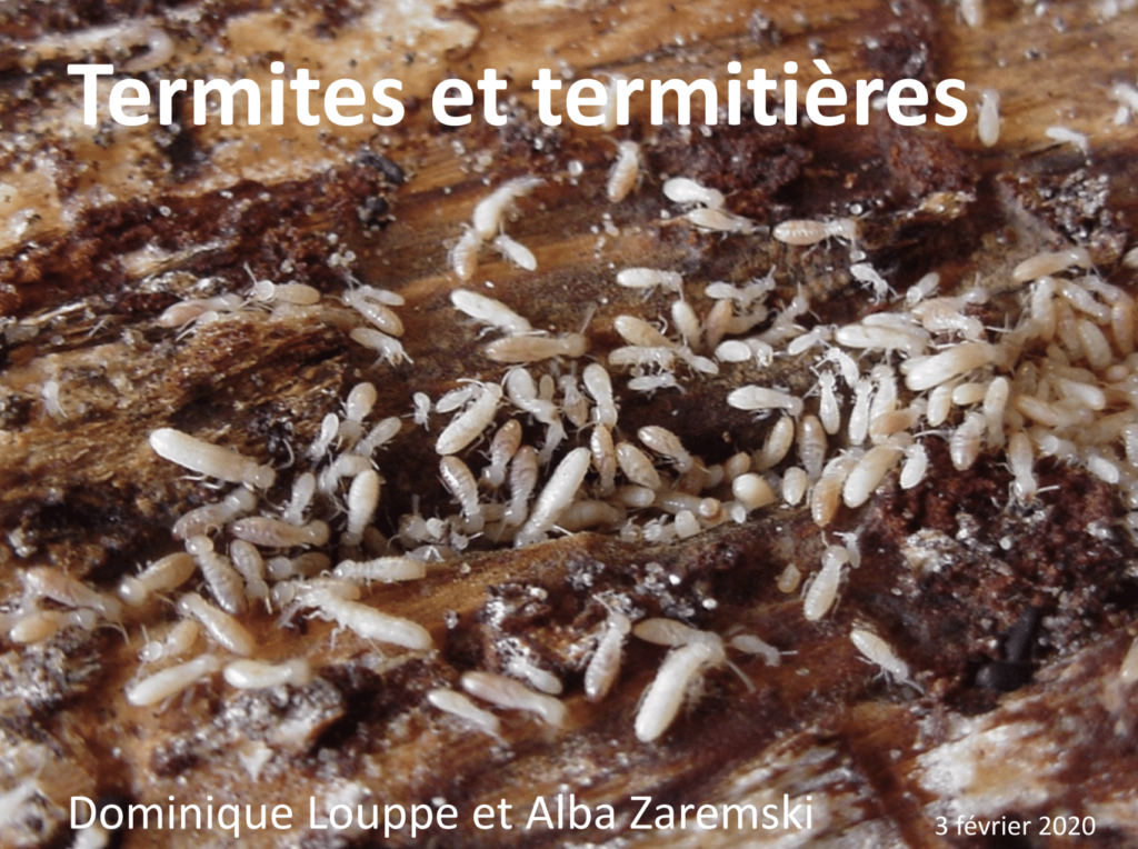 Termites et termitières