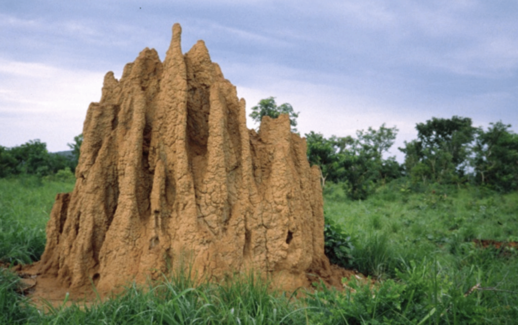 termitières