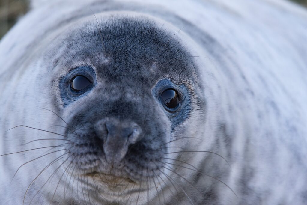 seal-gece / phoque gris